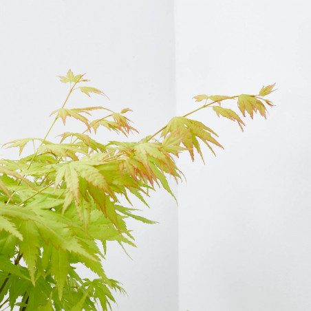 ACER PALMATUM
