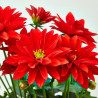 DAHLIA