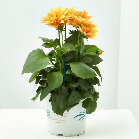 DAHLIA