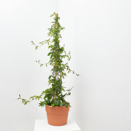 FLOR DE LA PASIÓN