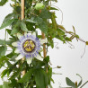 FLOR DE LA PASIÓN