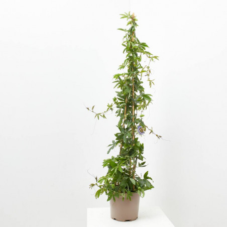 FLOR DE LA PASIÓN