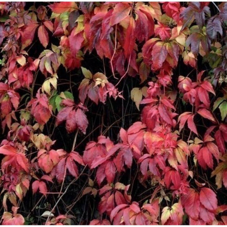 PARRA VIRGEN - SURTIDO VARIADO