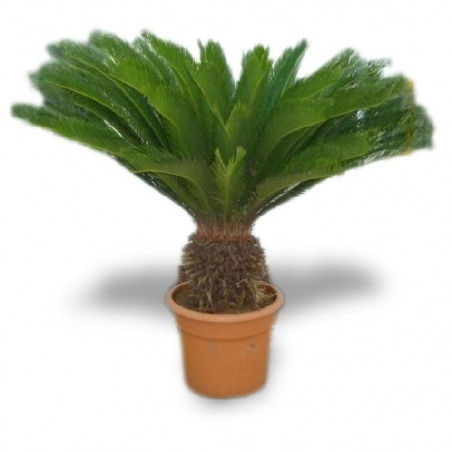 PALMERA CYCA