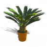 PALMERA CYCA