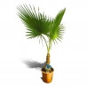 PALMERA WASHINGTONIA