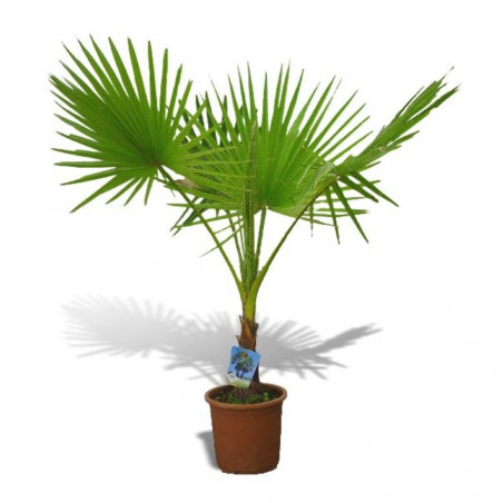PALMERA WASHINGTONIA