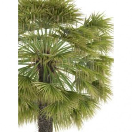 PALMERA WASHINGTONIA