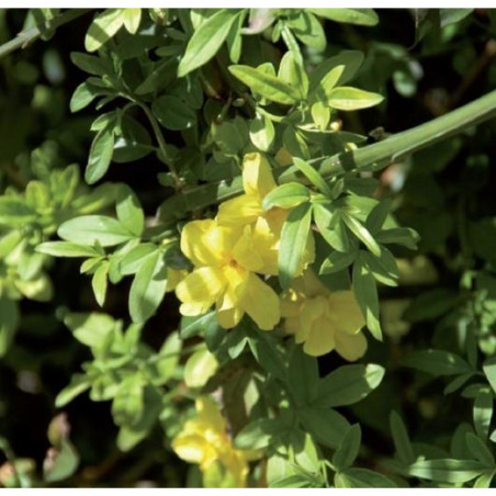 JAZMÍN AMARILLO