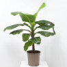 PLATANERA