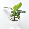 PLATANERA