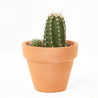 CACTUS - SURTIDO VARIADO