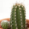 CACTUS - SURTIDO VARIADO