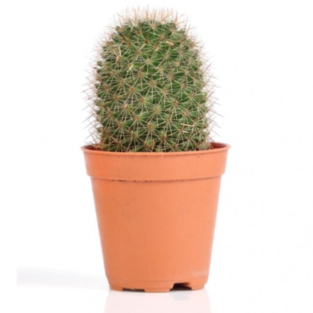 CACTUS - SURTIDO VARIADO