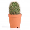 CACTUS - SURTIDO VARIADO