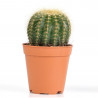 CACTUS - SURTIDO VARIADO