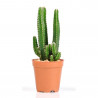 CACTUS - SURTIDO VARIADO
