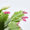 CACTUS DE NAVIDAD