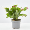 CACTUS DE NAVIDAD