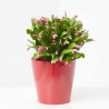 CACTUS DE NAVIDAD