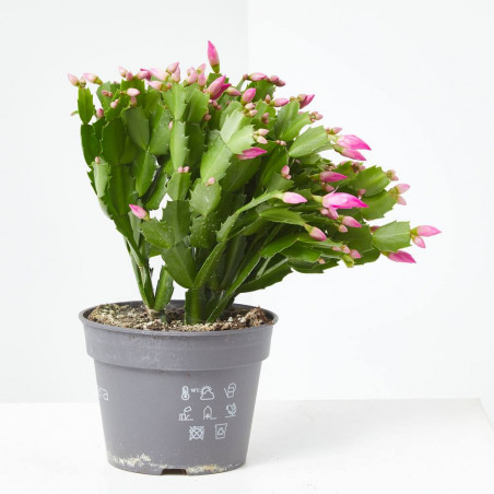 CACTUS DE NAVIDAD