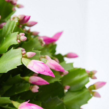 CACTUS DE NAVIDAD
