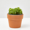ALBAHACA
