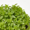ALBAHACA