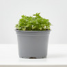 ALBAHACA