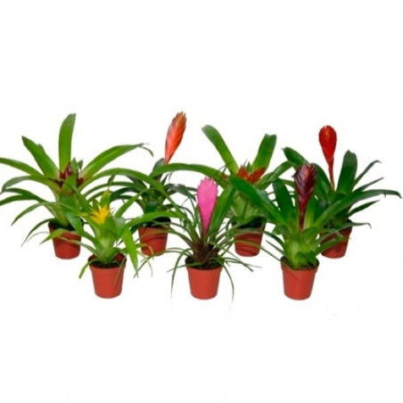 BROMELIA
