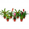 BROMELIA