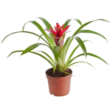 BROMELIA