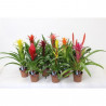 BROMELIA