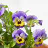 VIOLA