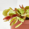 DIONAEA MUSCIPULA PLANTA CARNIVORA