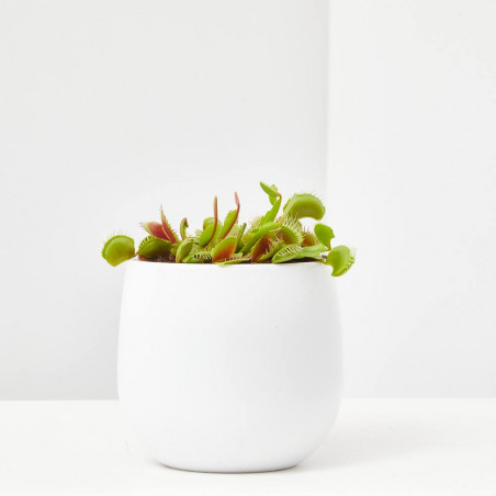 DIONAEA MUSCIPULA PLANTA CARNIVORA