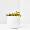 DIONAEA MUSCIPULA PLANTA CARNIVORA