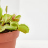 DIONAEA MUSCIPULA PLANTA CARNIVORA