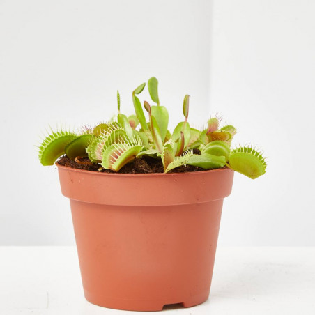 DIONAEA MUSCIPULA PLANTA CARNIVORA
