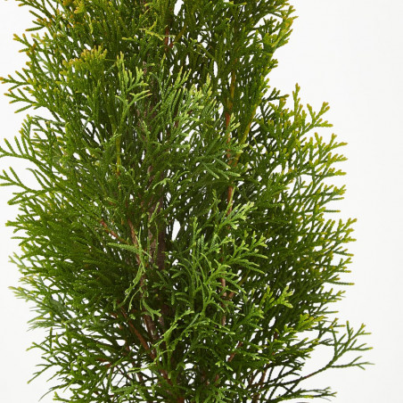 THUYA OCCIDENTAL ESMERALDA