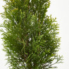 THUYA OCCIDENTAL ESMERALDA