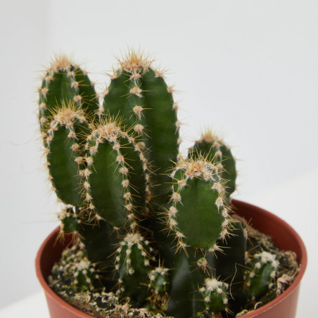 CACTUS CEREUS PERUVIANUS