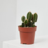 CACTUS CEREUS PERUVIANUS