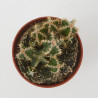 CACTUS CEREUS PERUVIANUS