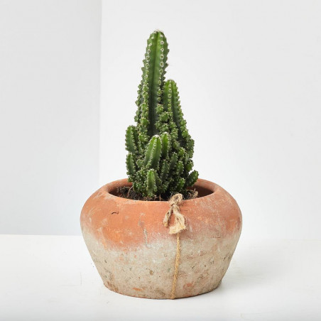 CACTUS CEREUS PERUVIANUS