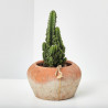 CACTUS CEREUS PERUVIANUS