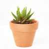 CACTUS HAWORTIA