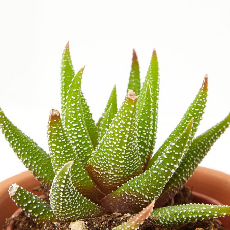 CACTUS HAWORTIA