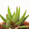 CACTUS HAWORTIA