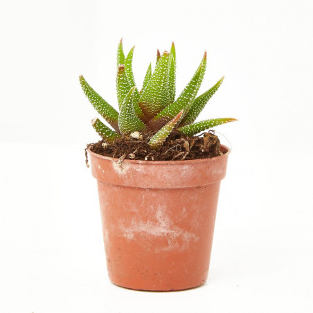 CACTUS HAWORTIA